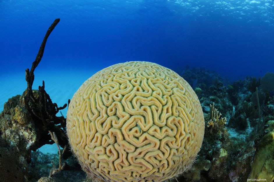 12 Beginner-Friendly Saltwater Reef Corals for Your Aquarium