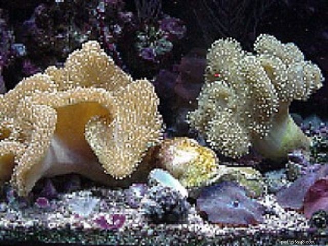 12 Beginner-Friendly Saltwater Reef Corals for Your Aquarium