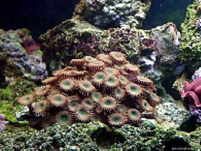 12 Beginner-Friendly Saltwater Reef Corals for Your Aquarium