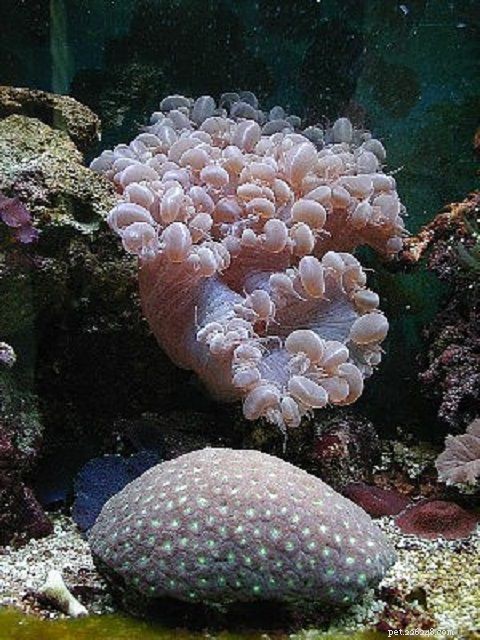 12 Beginner-Friendly Saltwater Reef Corals for Your Aquarium