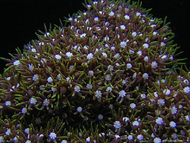 12 Beginner-Friendly Saltwater Reef Corals for Your Aquarium