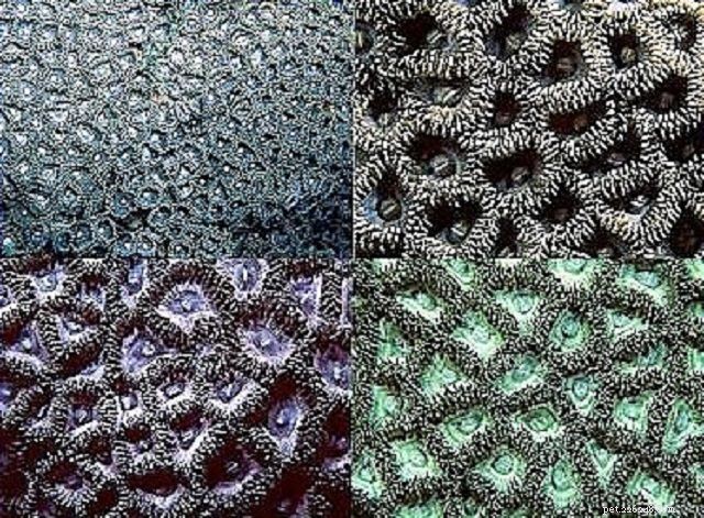 12 Beginner-Friendly Saltwater Reef Corals for Your Aquarium