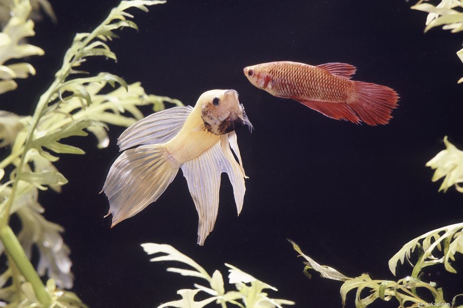 Preventing Fin Rot in Aquarium Fish: Essential Care Tips