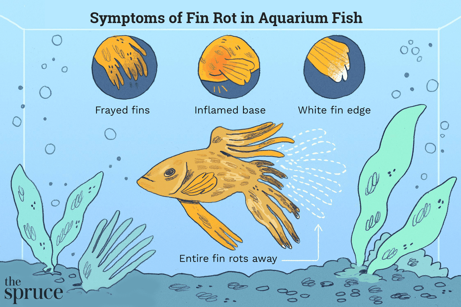 Preventing Fin Rot in Aquarium Fish: Essential Care Tips