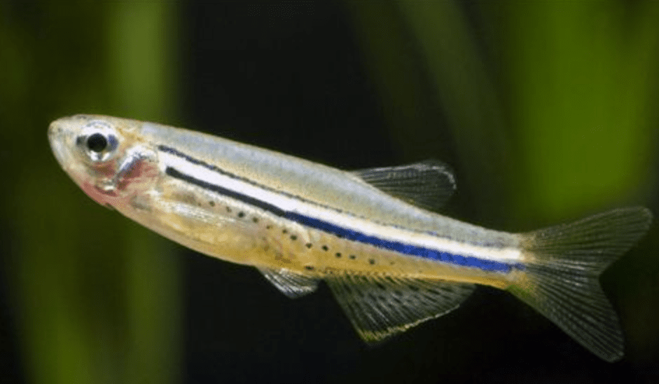 Dwarf Spotted Danio: A Comprehensive Species Guide