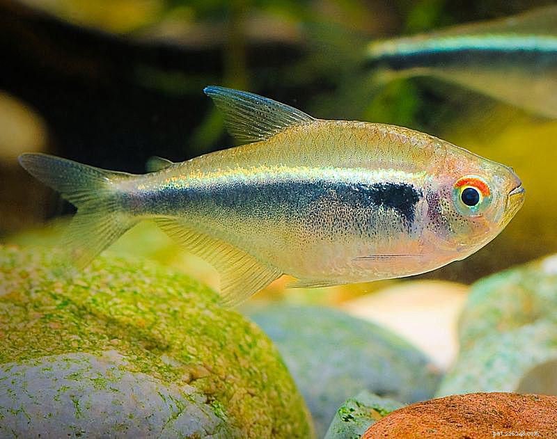 Coolie Loach Fish Profile: Care, Diet, Tankmates & Breeding