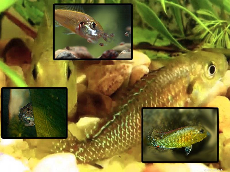 Dwarf Egyptian Mouthbrooder (Pseudocrenilabrus multicolor) – Ideal for Beginner Aquariums