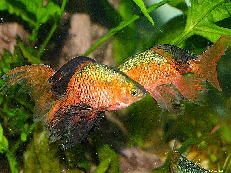 Rosy Barb Fish Profile: Characteristics, Care, and Breeding