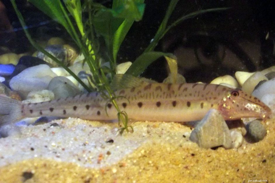 Horseface Loach (Horsehead Loach): In-Depth Species Profile & Care Guide