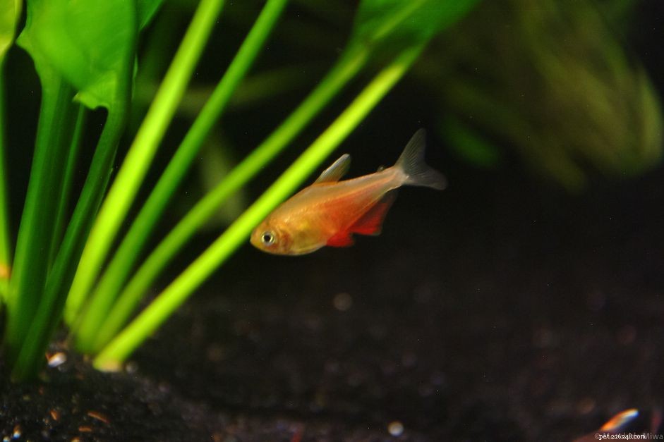 Flame Tetra (Von Rio Tetra) – Complete Species Profile & Care Guide