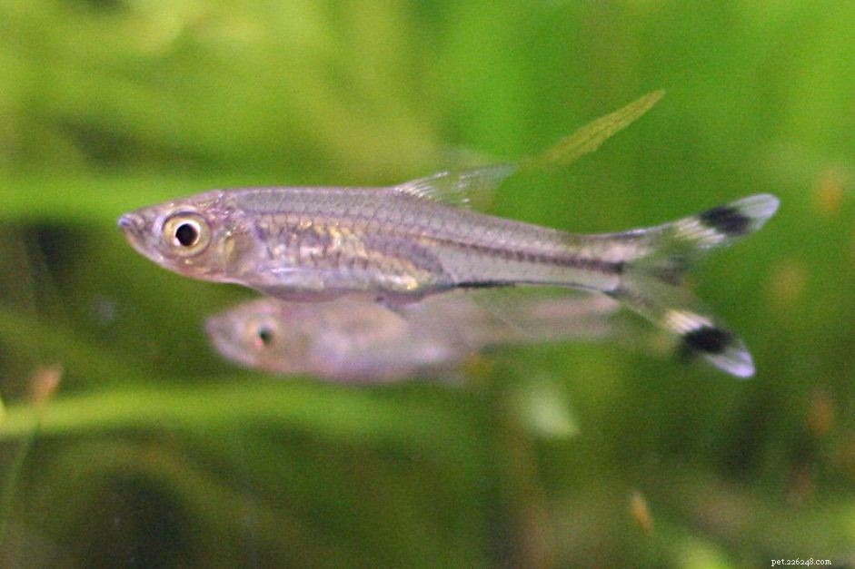 Scissortail Rasbora: Key Traits, Care, and Breeding Guide