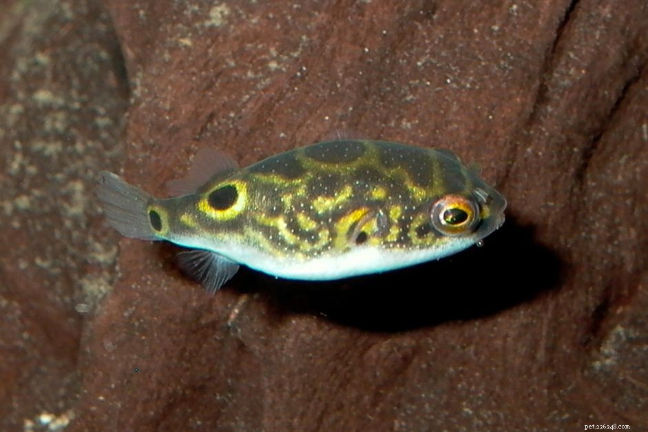 Figure 8 Pufferfish: Profile, Care, and Care Tips