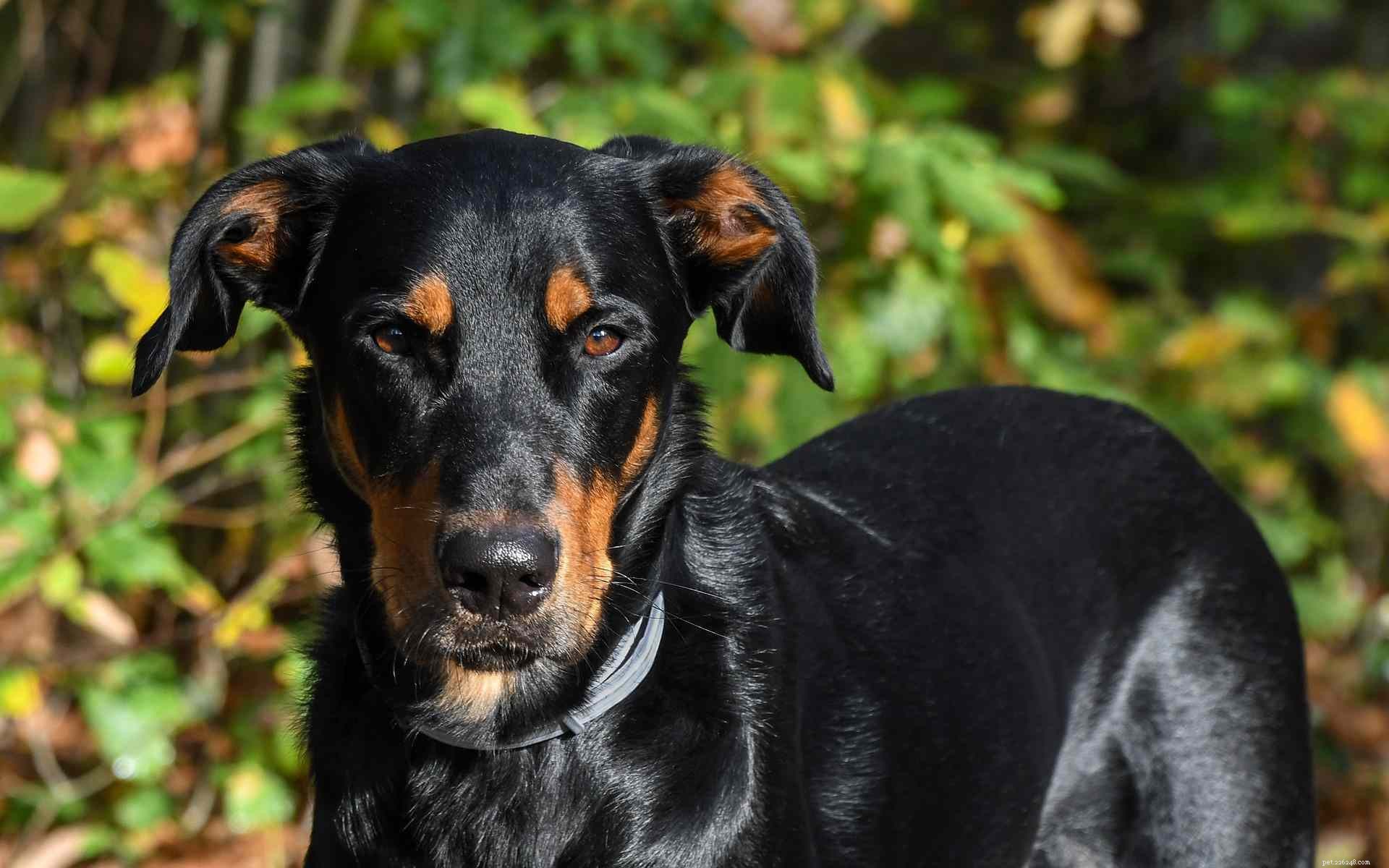 14 Stunning French Dog Breeds You’ll Love