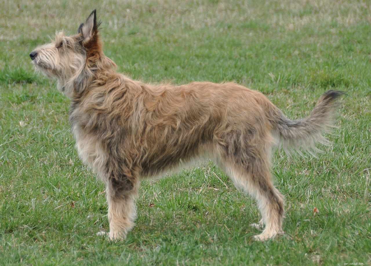 14 Stunning French Dog Breeds You’ll Love