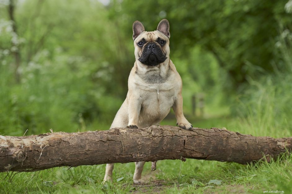 14 Stunning French Dog Breeds You’ll Love