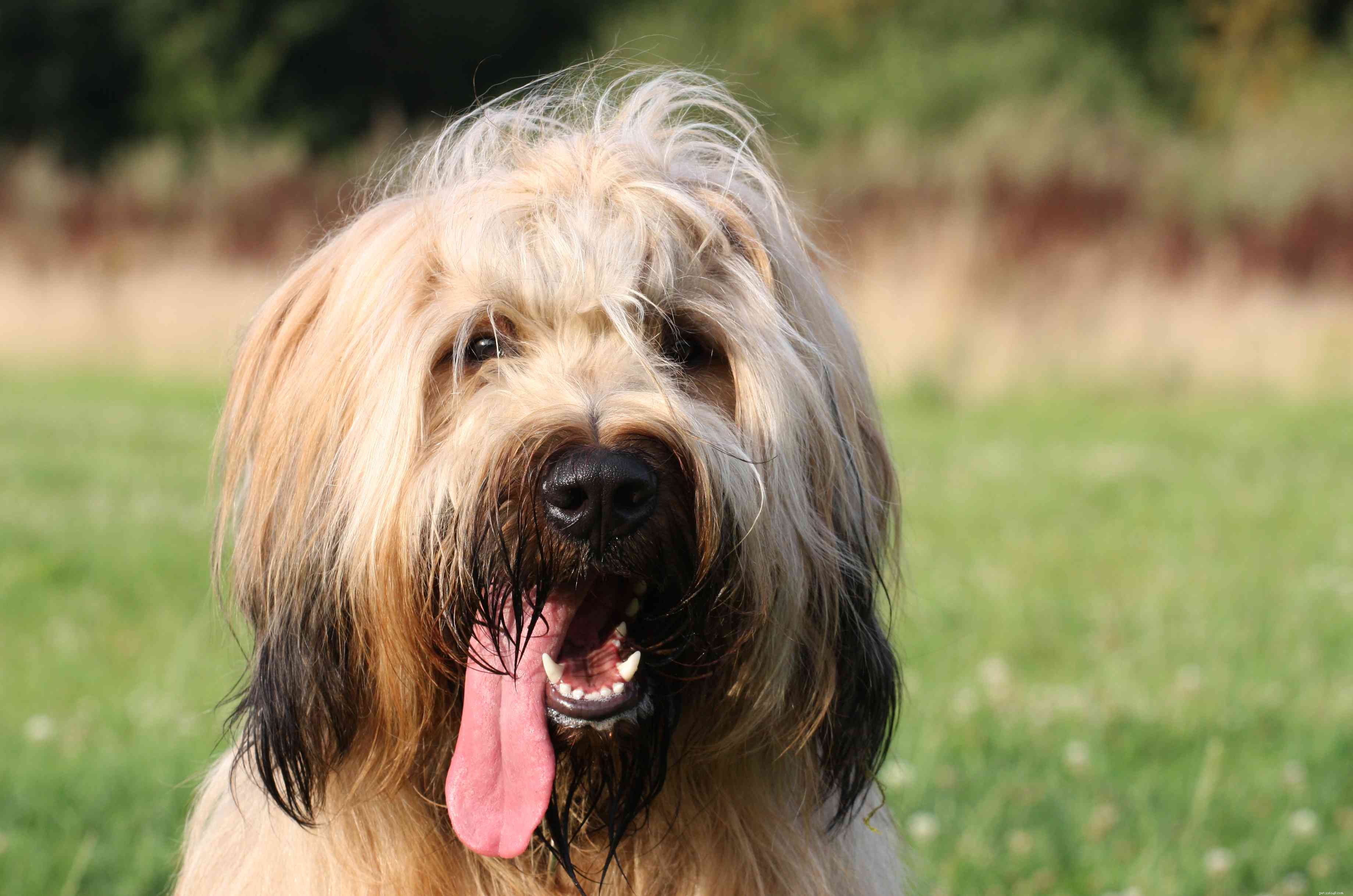 14 Stunning French Dog Breeds You’ll Love