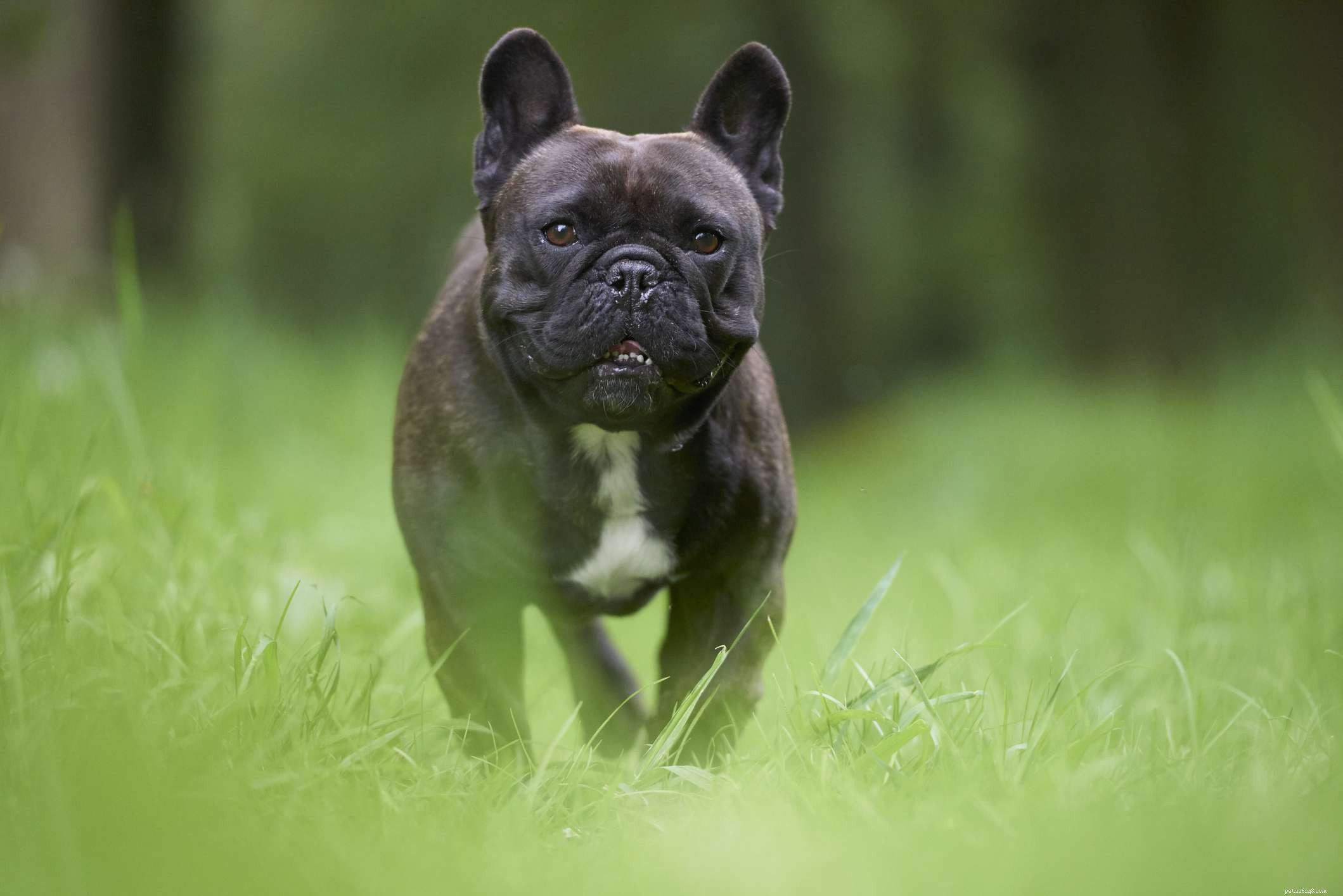 14 Stunning French Dog Breeds You’ll Love