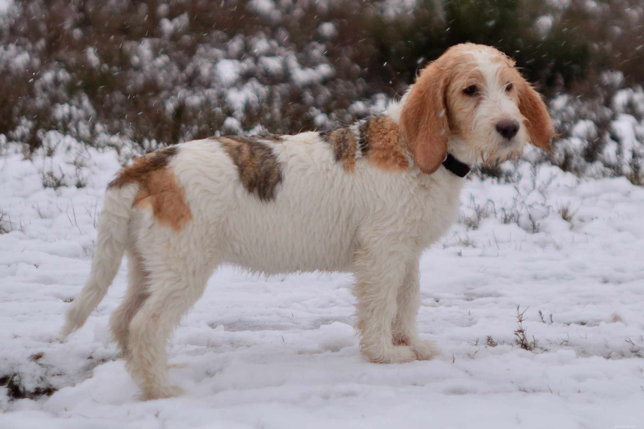 14 Stunning French Dog Breeds You’ll Love