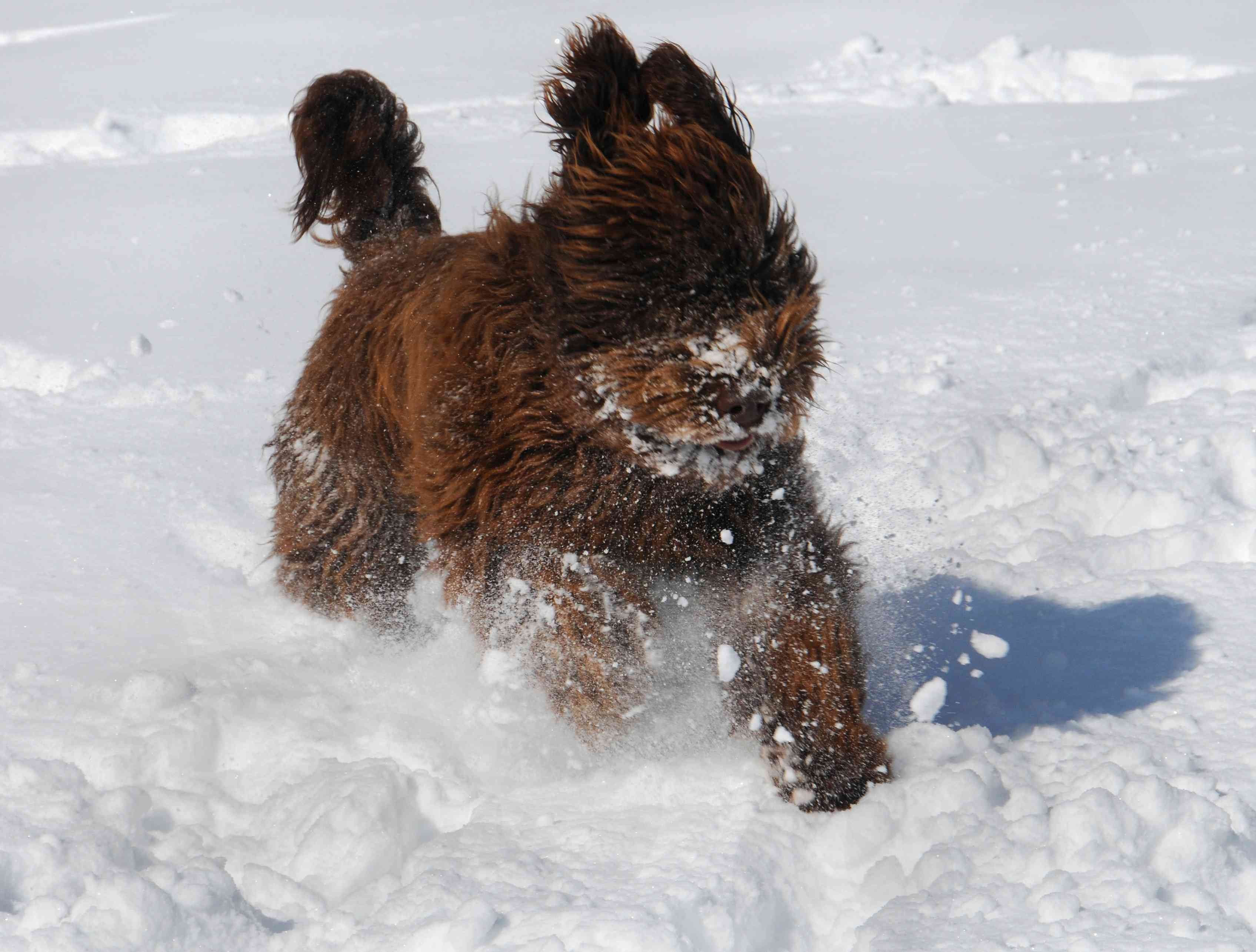 14 Stunning French Dog Breeds You’ll Love