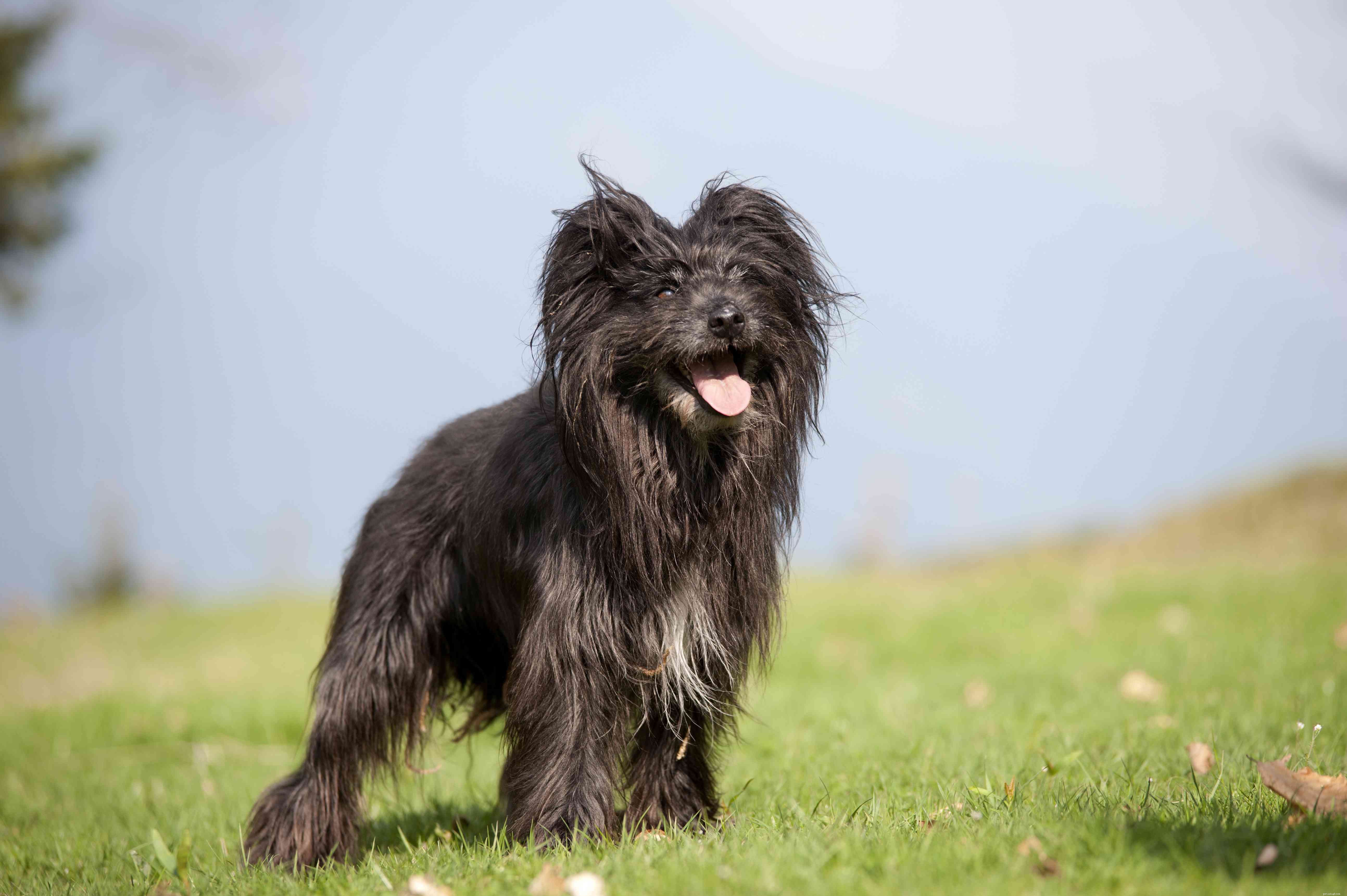 14 Stunning French Dog Breeds You’ll Love