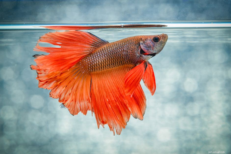 Comprehensive Betta Fish Profile: Care, Color, and Breeding