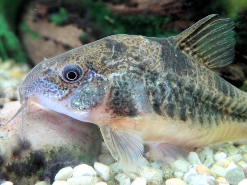 Pepper Cory: Care Guide, Behavior, and Breeding Tips