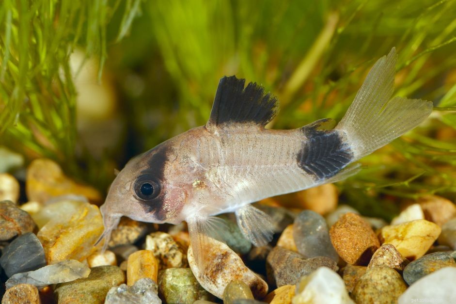Panda Cory Catfish (Corydoras panda): Species Profile, Care & Habitat