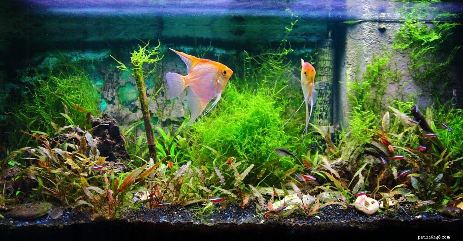 Cycling Your New Fish Tank: A Step-by-Step Guide to a Stable Nitrogen Cycle