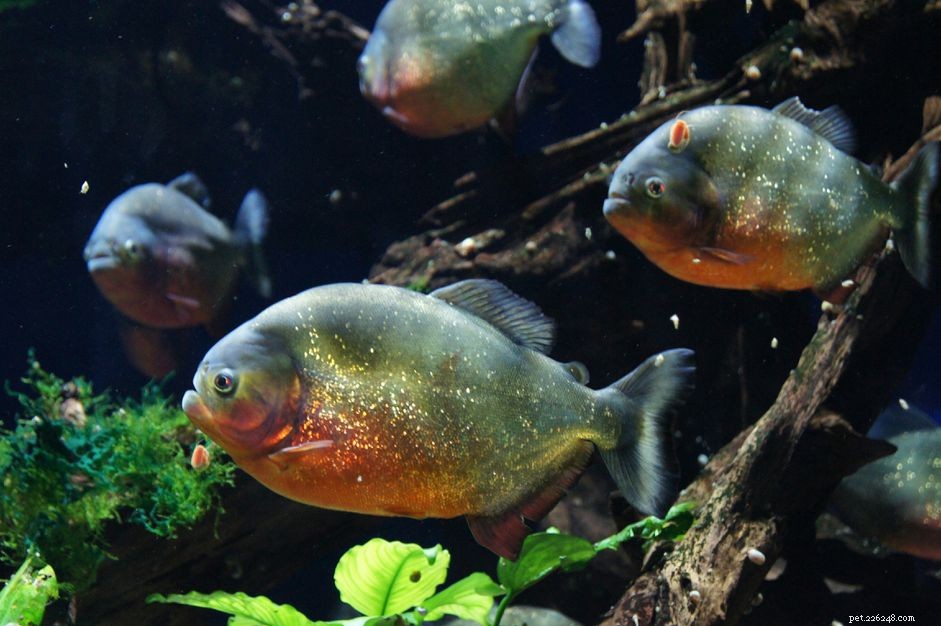 Piranha Fish Profile: Size, Care, Habitat & Feeding