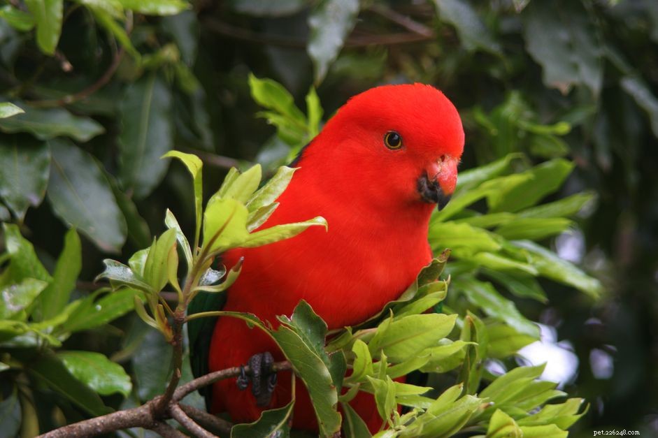 Australian King Parrot (Green-Winged) – Comprehensive Species Guide & Care Tips