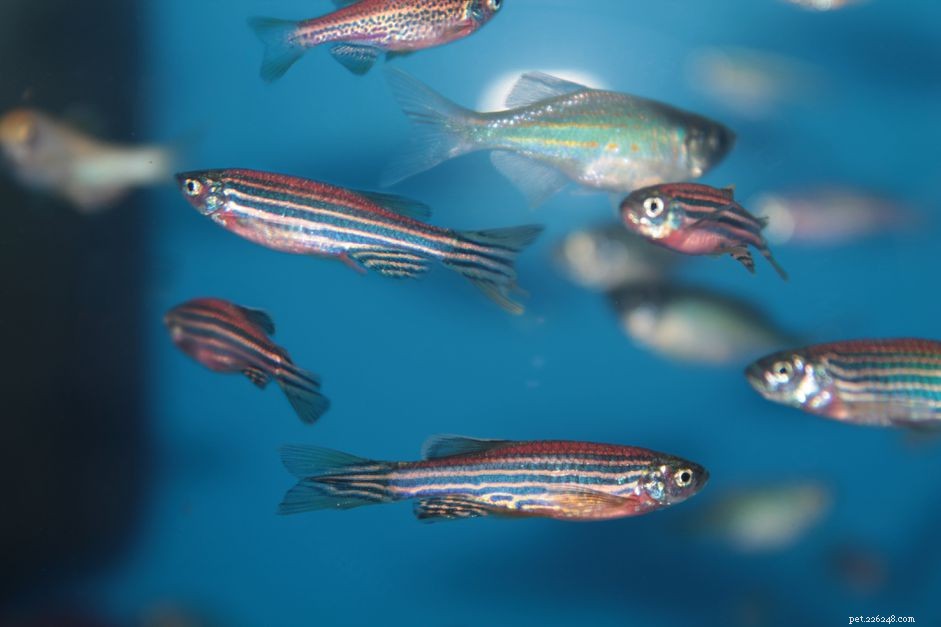 Zebra Danio (Zebrafish) – Comprehensive Care Guide & Species Profile