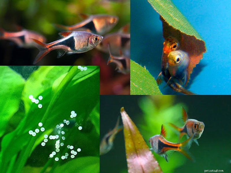 Harlequin Rasbora: Expert Guide to Care, Diet & Breeding