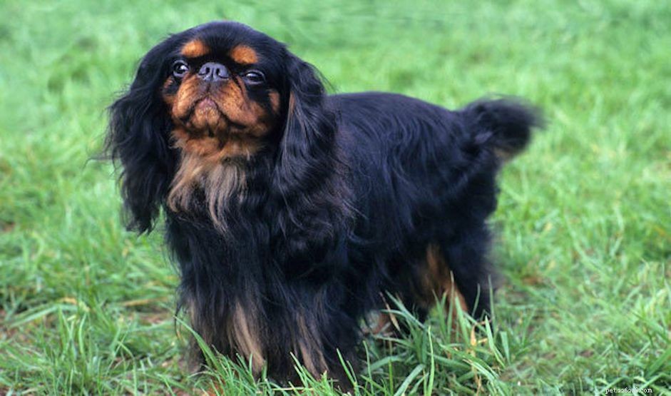 English Toy Spaniel: Comprehensive Breed Overview & Care Guide