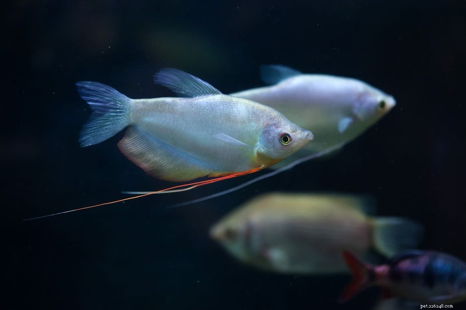 Moonlight Gourami (Moonbeam Gourami): Complete Care Guide & Species Profile