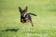 English Toy Spaniel: Comprehensive Breed Overview & Care Guide