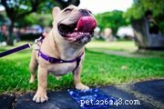 87 Playful Dog Names That Will Make Your Pup Stand Out