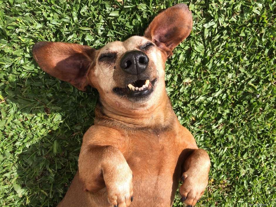 87 Playful Dog Names That Will Make Your Pup Stand Out