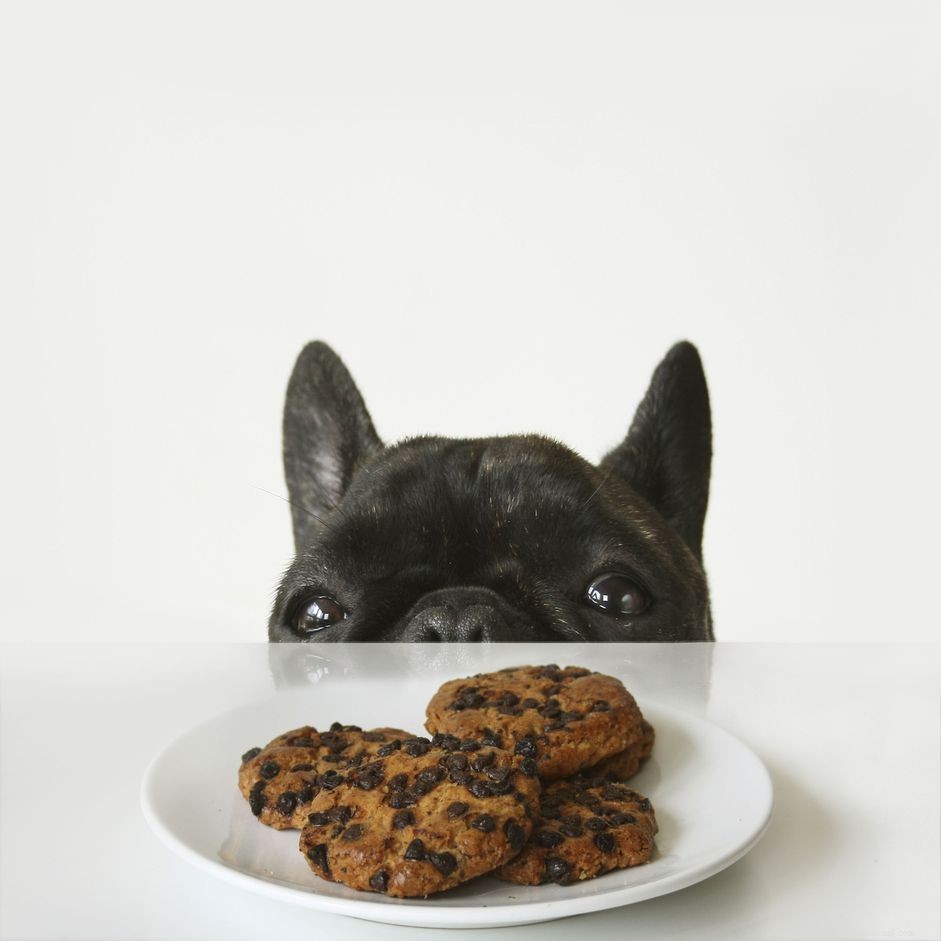 Chocolate Toxicity in Dogs: Symptoms, Prevention & Emergency Care