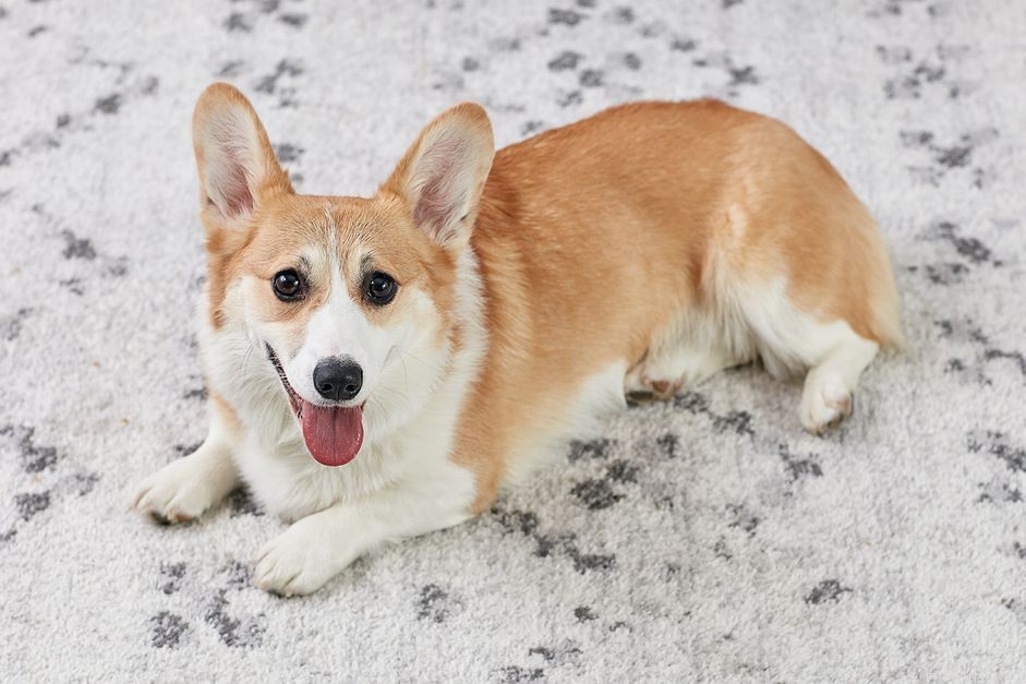 Master the  Lie Down  Command: A Step-by-Step Guide for Dogs