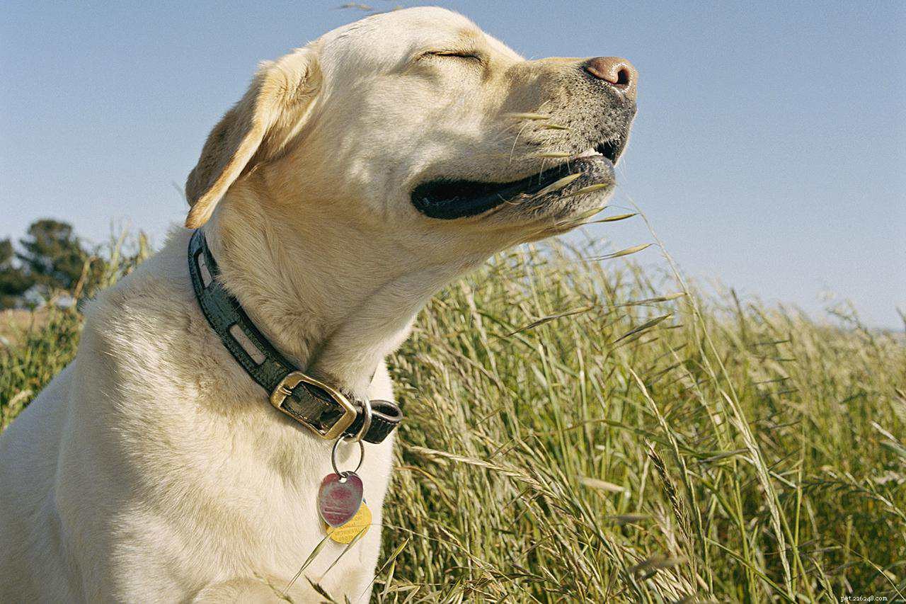 Must‑Have Dog Gear: Essentials for Health & Happiness