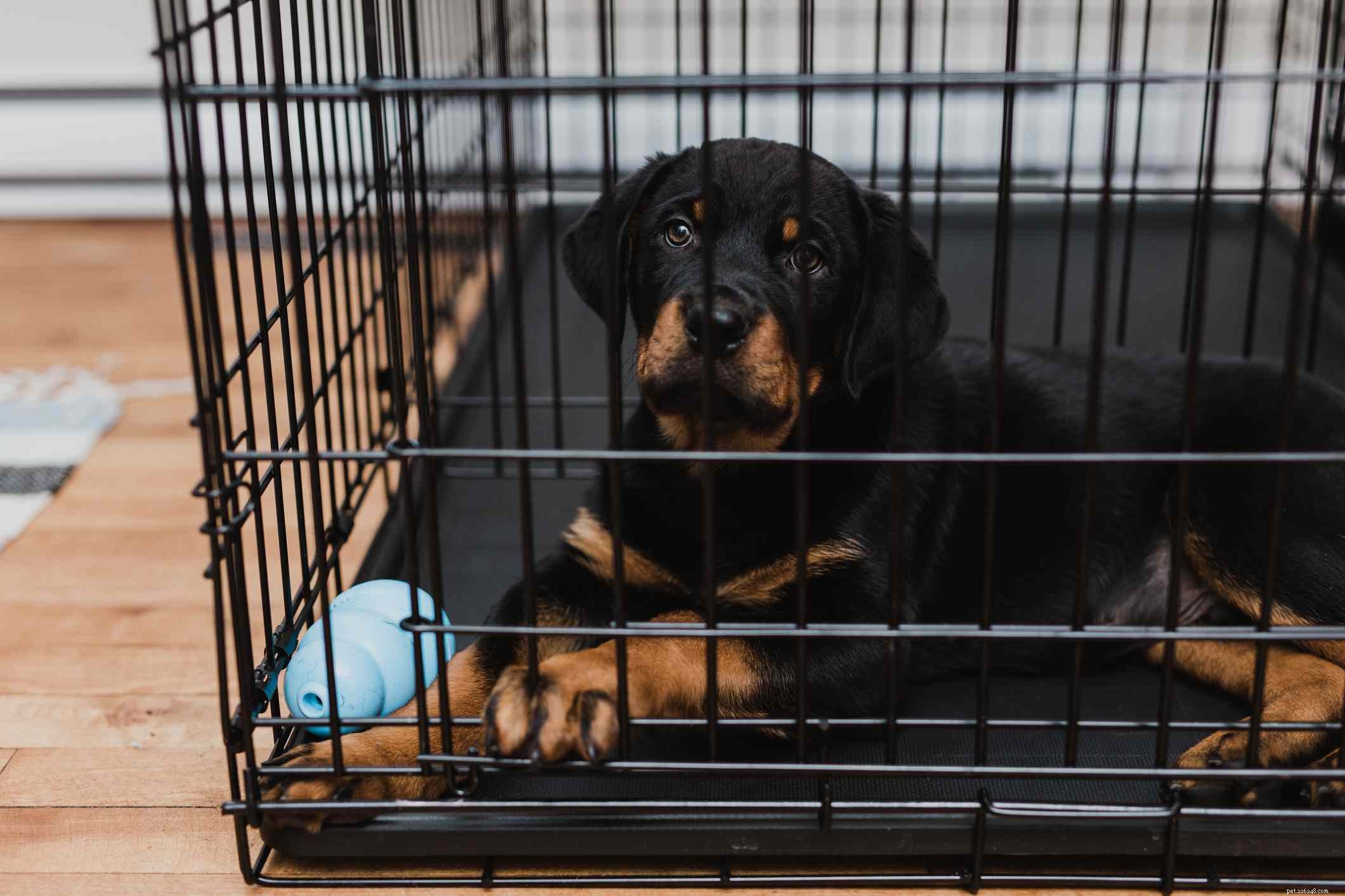 Must‑Have Dog Gear: Essentials for Health & Happiness