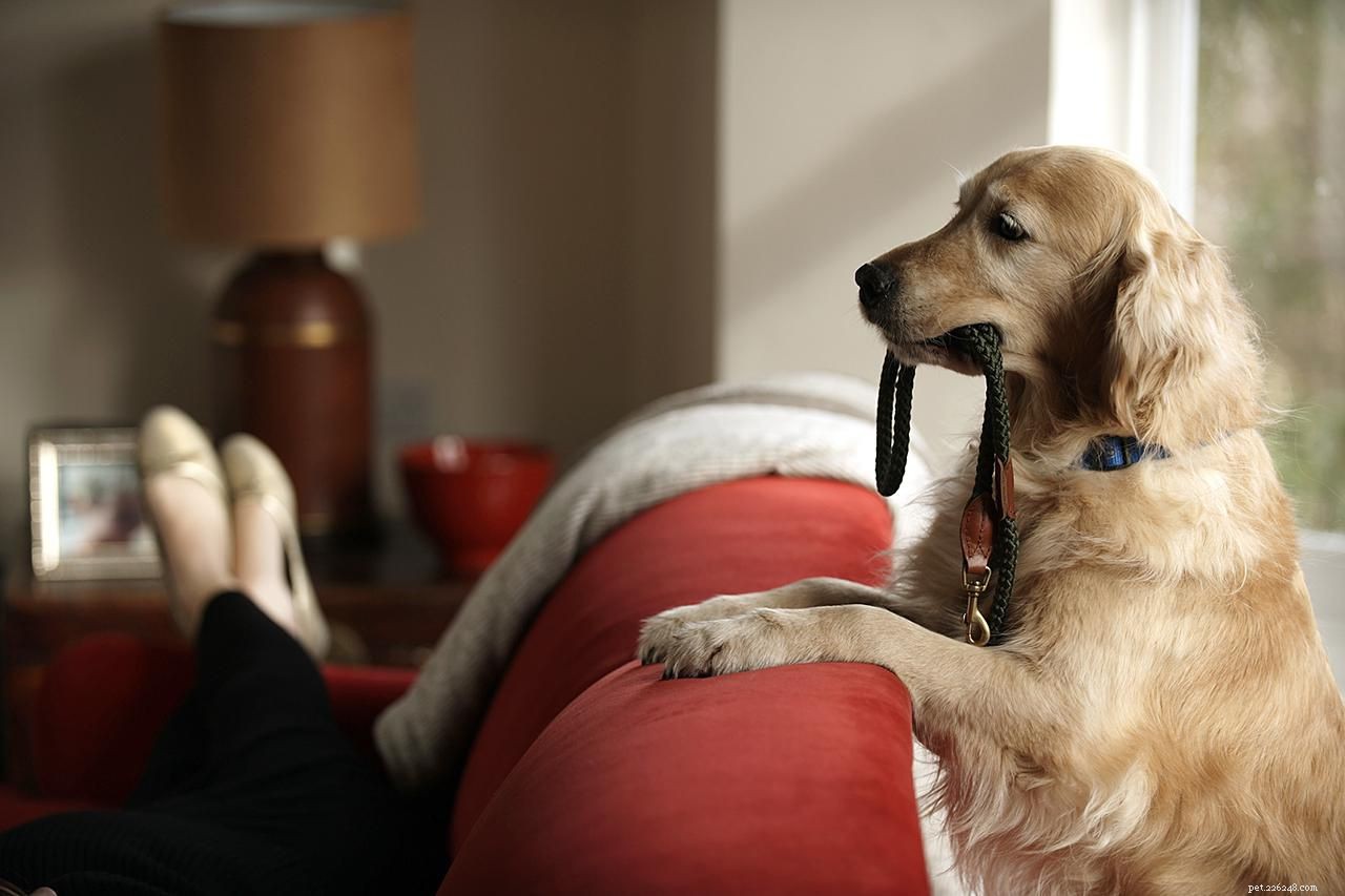 Must‑Have Dog Gear: Essentials for Health & Happiness