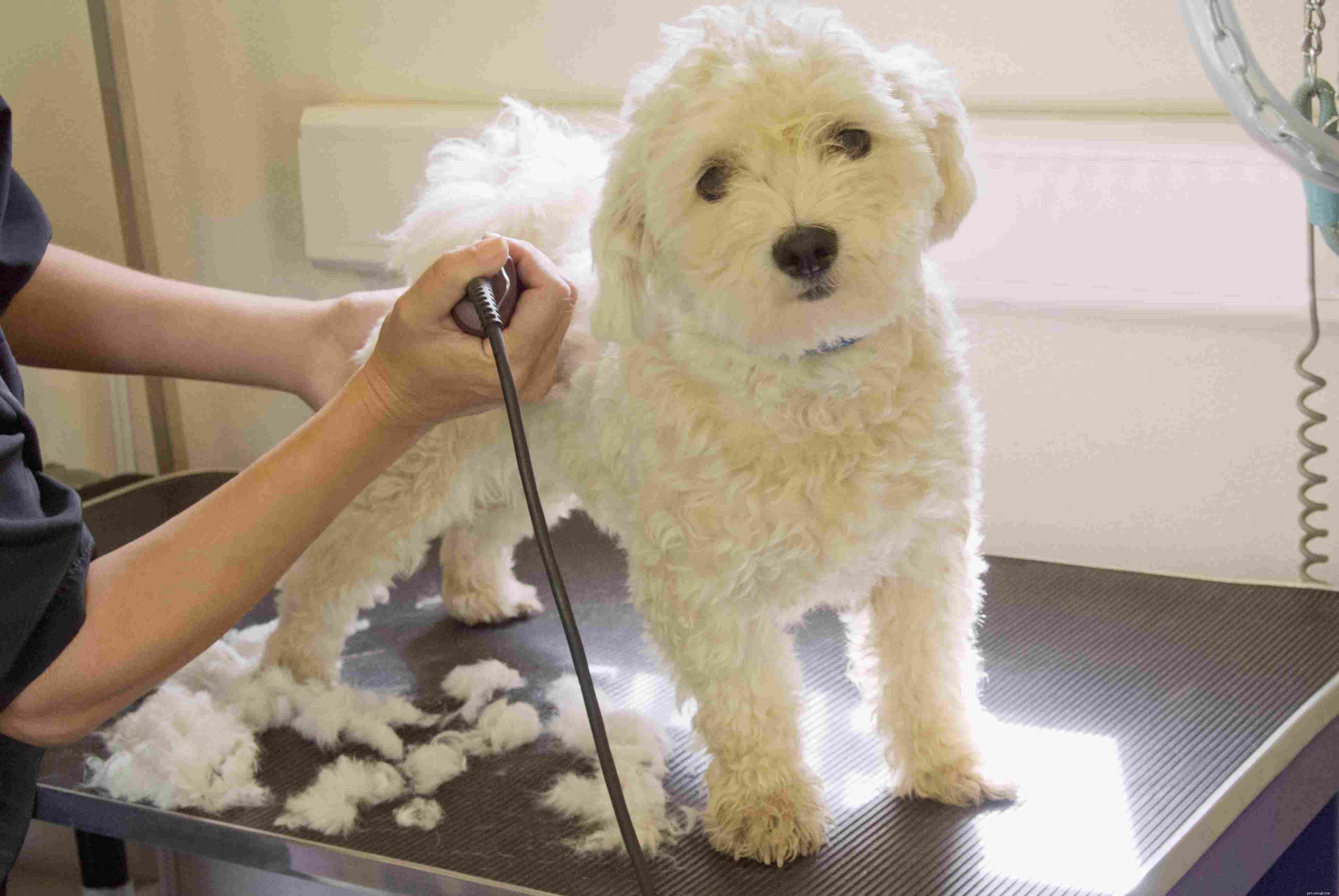 Must‑Have Dog Gear: Essentials for Health & Happiness