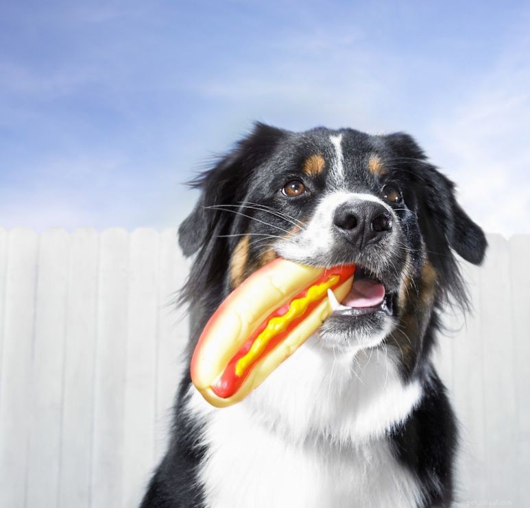 Must‑Have Dog Gear: Essentials for Health & Happiness