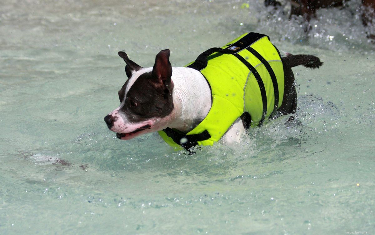 Must‑Have Dog Gear: Essentials for Health & Happiness
