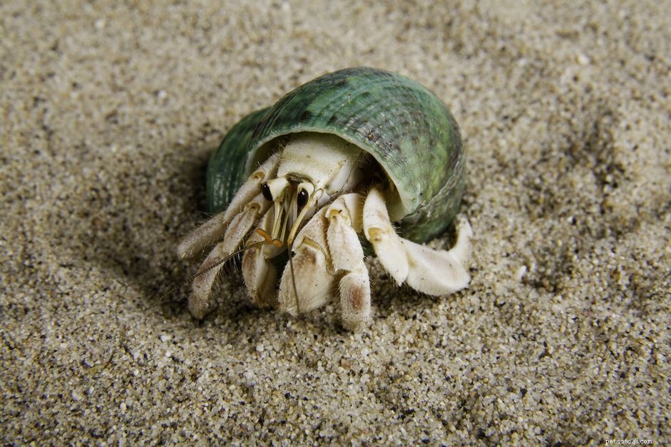 Which Fruits Are Safe for Hermit Crabs? A Guide to Healthy Pet Crustacean Nutrition
