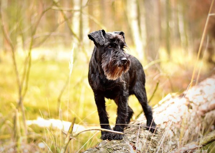 6 Charming Bearded Dogs & Their Grooming Needs
