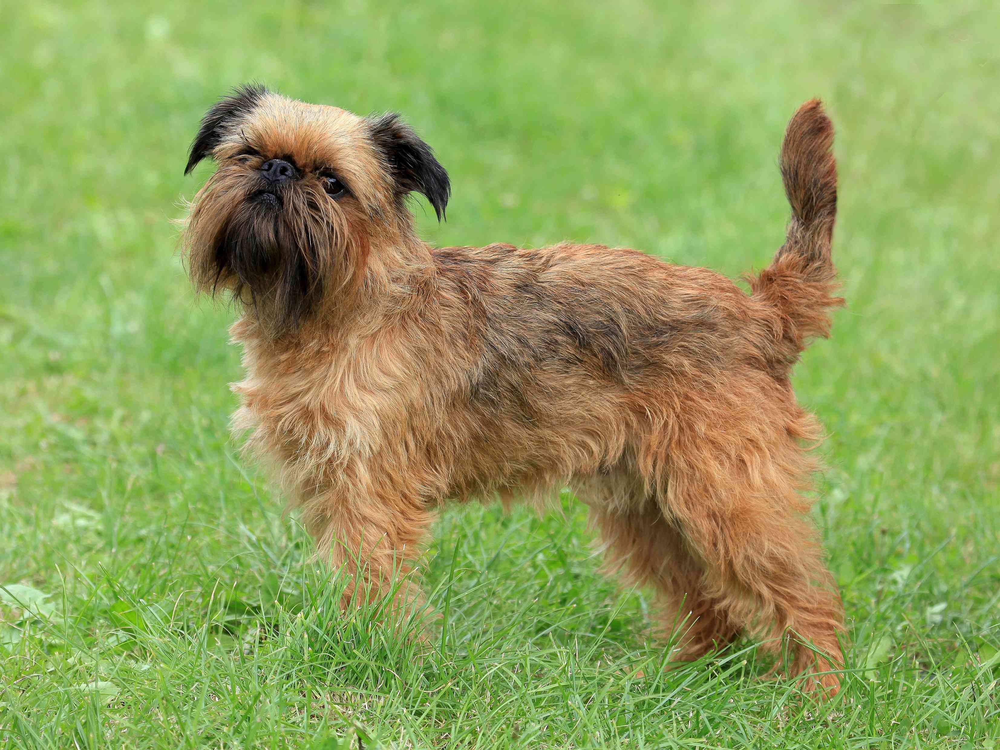 6 Charming Bearded Dogs & Their Grooming Needs