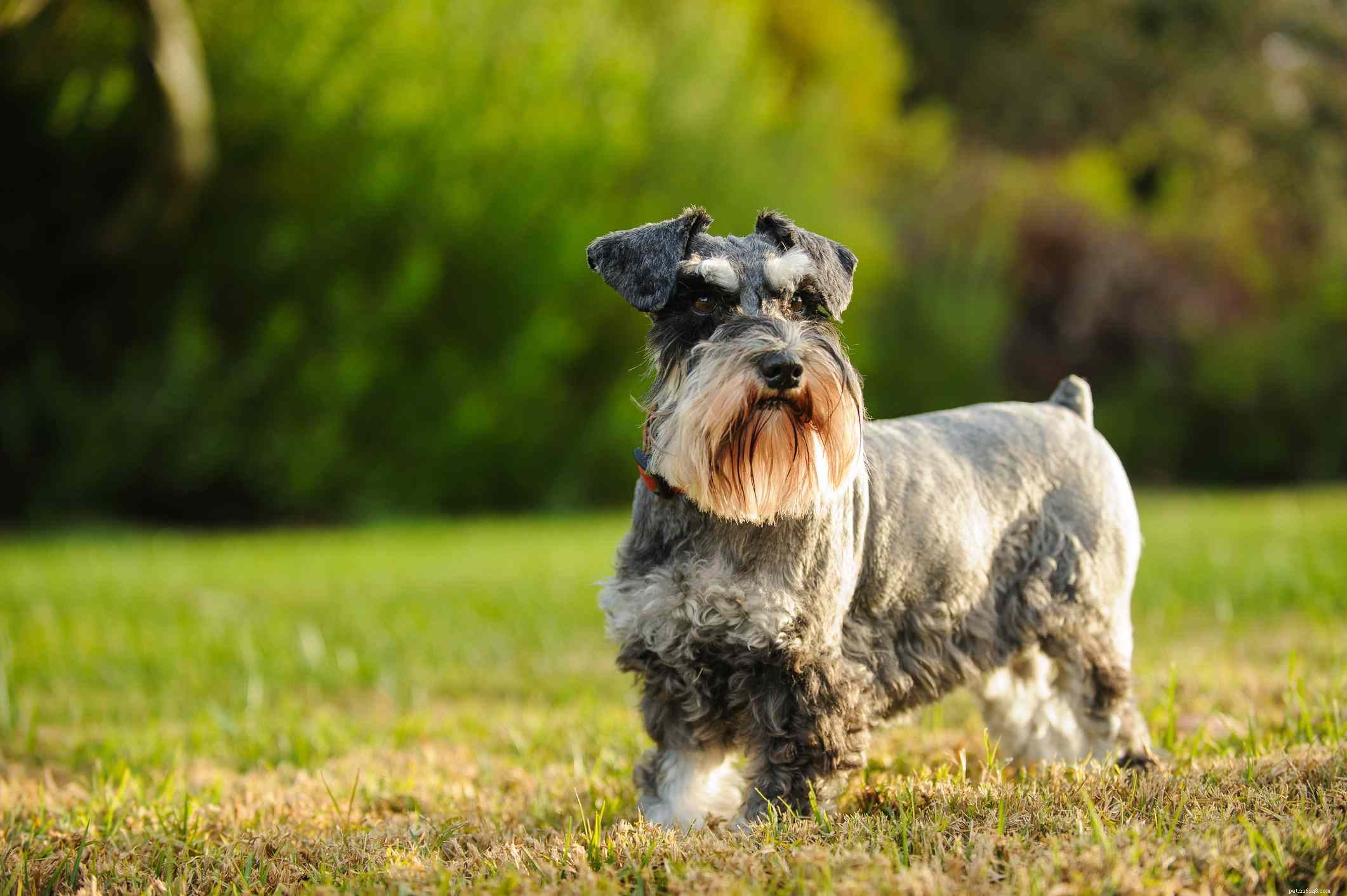 6 Charming Bearded Dogs & Their Grooming Needs
