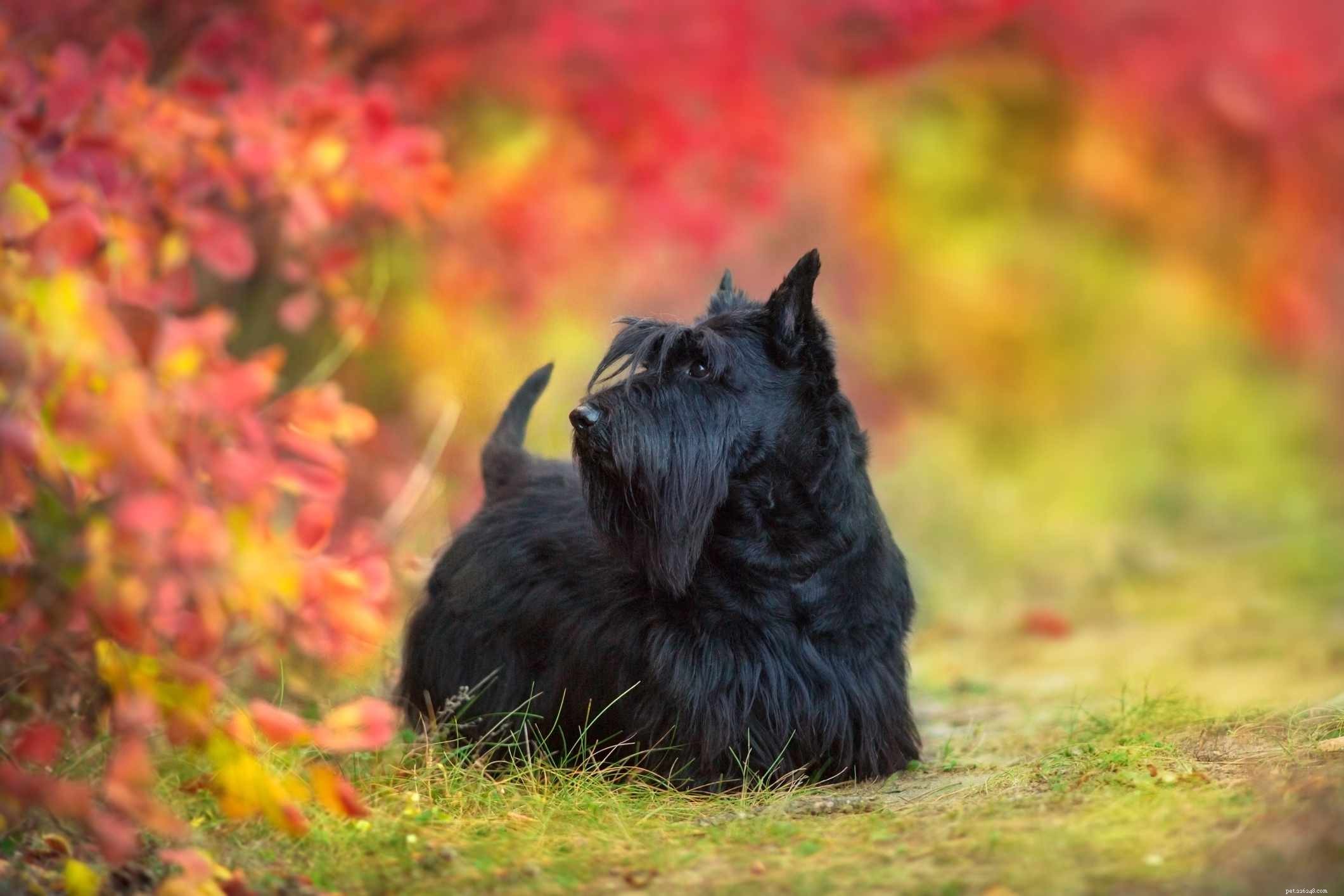 6 Charming Bearded Dogs & Their Grooming Needs